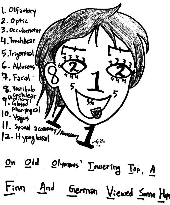 A student has used the numbers 1-12 to draw elements of the human face. Each number corresponds to a specific cranial nerve. For example, the number 1 is used to represent the nose on the face. Each of the twelve numbers also appears in a list next to the face. The number 1 on the list corresponds to the olfactory nerve. The drawing of the face shows the number two in the place where eyes would be found. The number two on the list is shown as the optic nerve. To tie the full list together, the student has used the first letter of each nerve in order from 1-12 to create a sentence which reads, On Old Olympus' Towering Top, A Finn And German Viewed Some Hops.