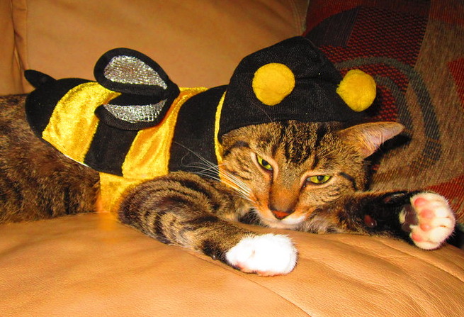 Cat in a bee costume.